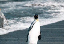 Ο αυτοκρατορικός πιγκουίνος αποτελεί πλέον απειλούμενο είδος – Ο ρόλος της κλιματικής αλλαγής στην εξαφάνισή του piguinos 1200x630.jpg