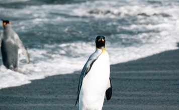 piguinos 1200x630.jpg