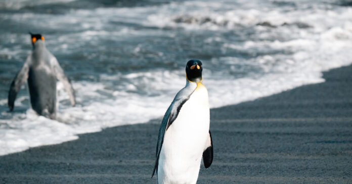 piguinos 1200x630.jpg