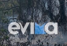 platana fotia evoia evima 1200x630.jpg