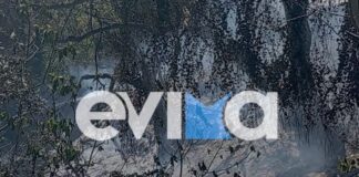 platana fotia evoia evima 1200x630.jpg