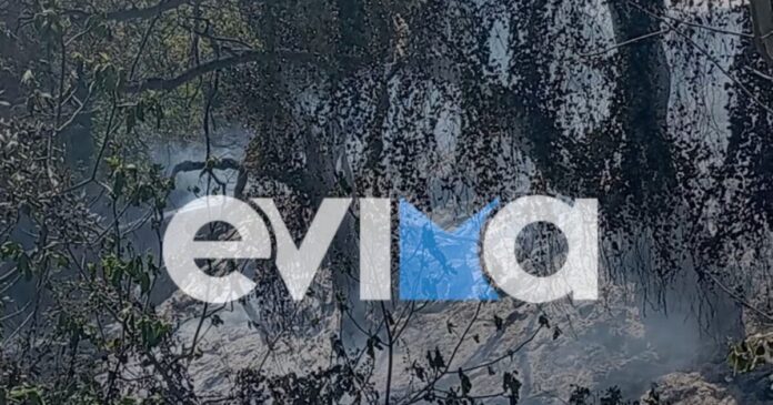 platana fotia evoia evima 1200x630.jpg