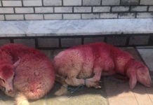 provata kokkina thessaloniki1 1200x630.jpg