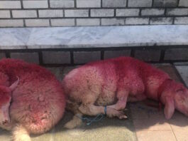 provata kokkina thessaloniki1 1200x630.jpg