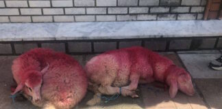 provata kokkina thessaloniki1 1200x630.jpg