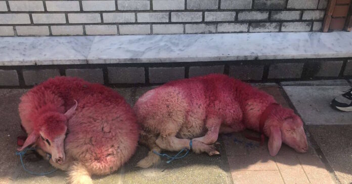 provata kokkina thessaloniki1 1200x630.jpg