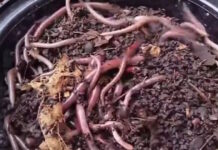 skoulikia 1200x630.jpg