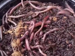 skoulikia 1200x630.jpg