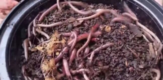 skoulikia 1200x630.jpg