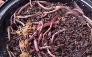 skoulikia 1200x630.jpg