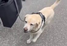 Κηδεία Ντούσκο Βουγιόσεβιτς: Η συγκίνηση του Ζέλικο Ομπράντοβιτς και η παρουσία του σκύλου του αείμνηστου προπονητή skykos boygiosebic grab 1200x630.jpg