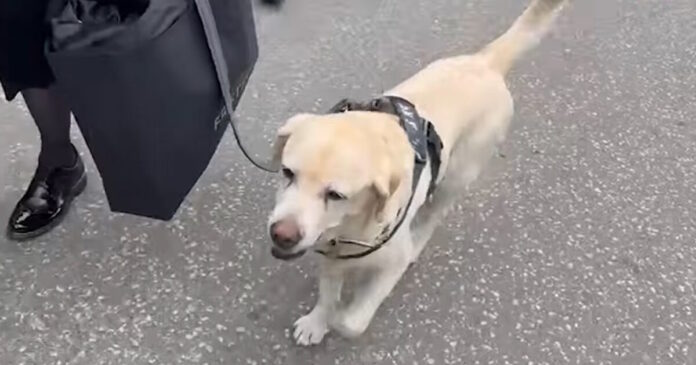 skykos boygiosebic grab 1200x630.jpg