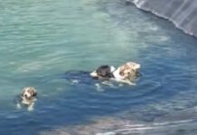 skylia katerinh 1200x630.jpg