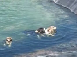 skylia katerinh 1200x630.jpg