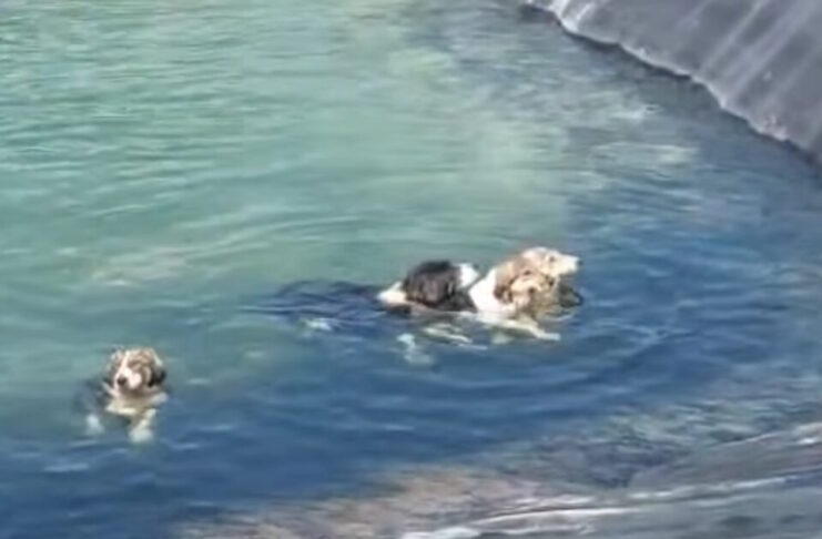 skylia katerinh 1200x630.jpg