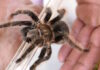 tarantula spider epa 1200x630.jpg
