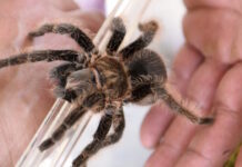 tarantula spider epa 1200x630.jpg