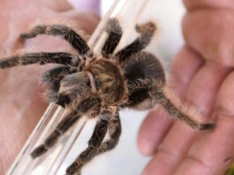 tarantula spider epa 1200x630.jpg