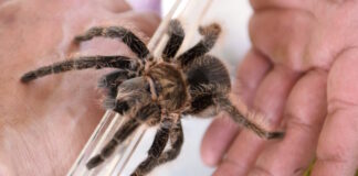 tarantula spider epa 1200x630.jpg