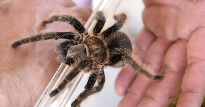 tarantula spider epa 1200x630.jpg