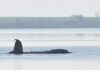 whale timmy reuters 1200x630.jpg