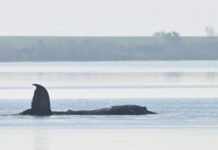 whale timmy reuters 1200x630.jpg