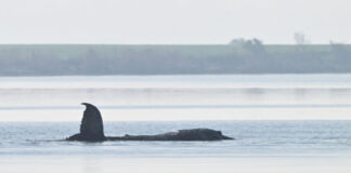 whale timmy reuters 1200x630.jpg