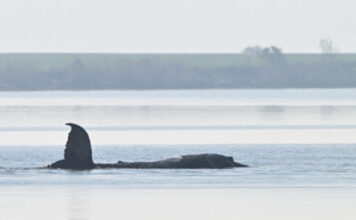 whale timmy reuters 1200x630.jpg