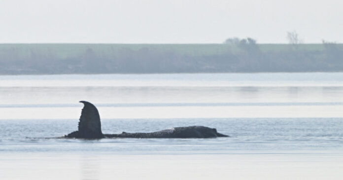 whale timmy reuters 1200x630.jpg