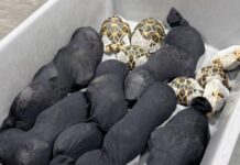 xelwnes tailandi 1200x630.jpg