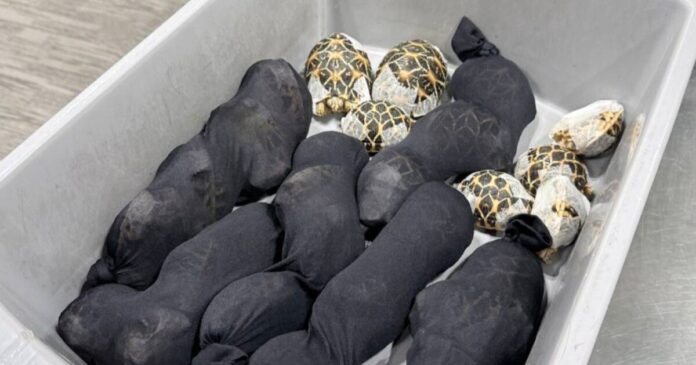 xelwnes tailandi 1200x630.jpg