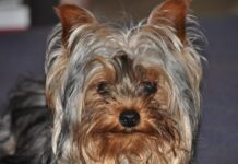 yorkie 1200x630.jpg