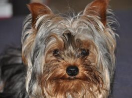 yorkie 1200x630.jpg