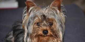 yorkie 1200x630.jpg