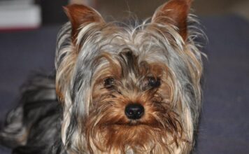 yorkie 1200x630.jpg