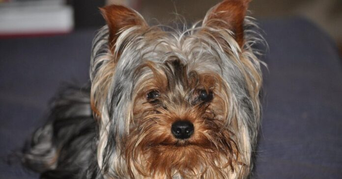 yorkie 1200x630.jpg yorkie 1200x630.jpg