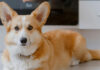 1170doghome.jpg