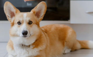 1170doghome.jpg
