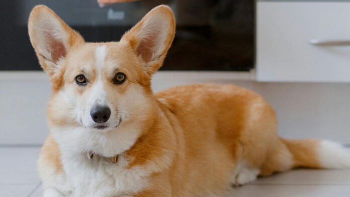 1170doghome.jpg