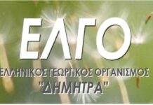 ELGO 1.jpg