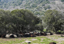 afthodis piretos lesvos 1200x630.jpg