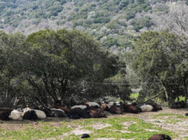 afthodis piretos lesvos 1200x630.jpg