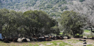 afthodis piretos lesvos 1200x630.jpg