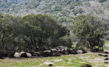 afthodis piretos lesvos 1200x630.jpg