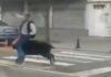 agriogourouno batman x 1200x630.jpg
