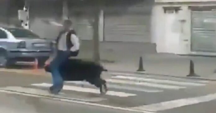 agriogourouno batman x 1200x630.jpg