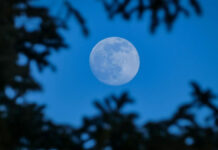 blue moon.jpg