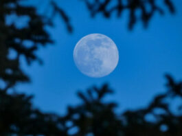 blue moon.jpg