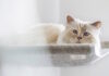 cat lagerfeld apempe 23 10 2020 1200x630.jpg