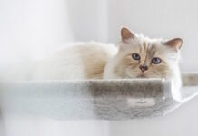 cat lagerfeld apempe 23 10 2020 1200x630.jpg